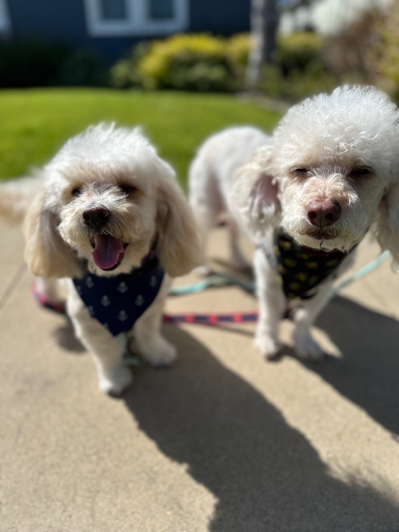 Roscoe & Chester, a Adopted mixed breed in Los Angeles, CA image 4/6
