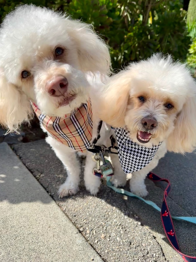 Roscoe & Chester, a Adopted mixed breed in Los Angeles, CA image 5/6