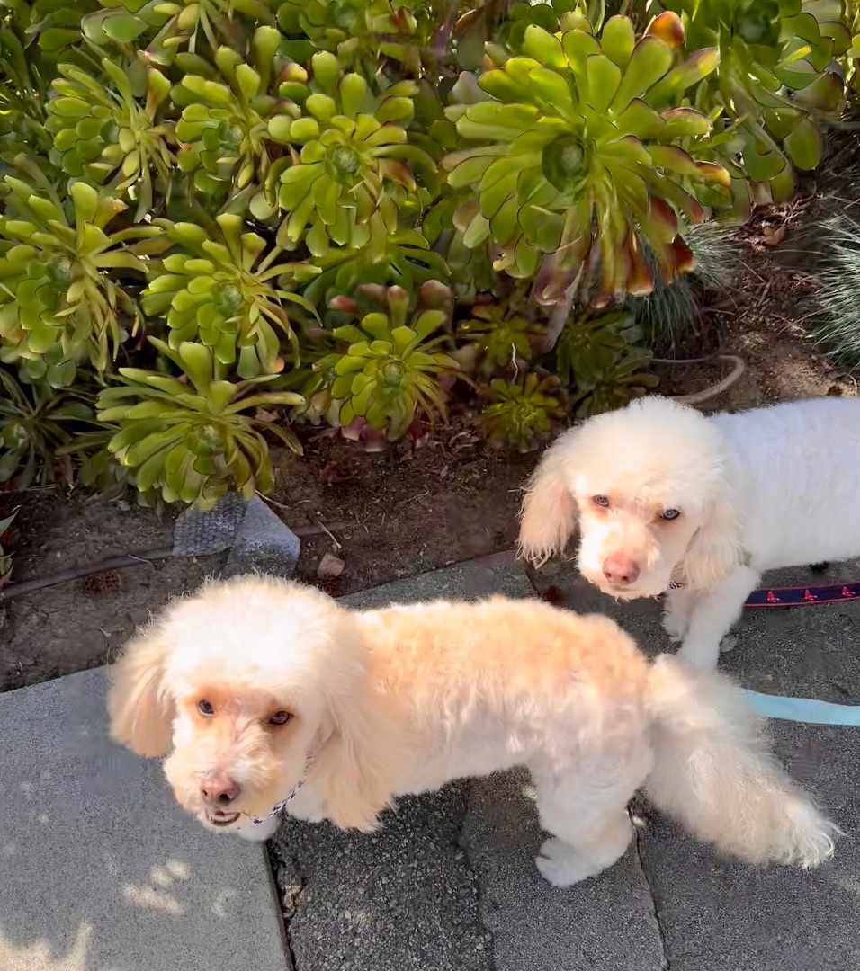 Roscoe & Chester, a Adopted mixed breed in Los Angeles, CA image 6/6