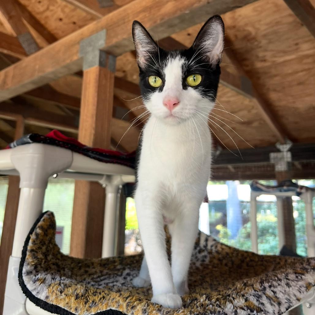 Cookie, Adoptable, Adult Female Domestic Short Hair.