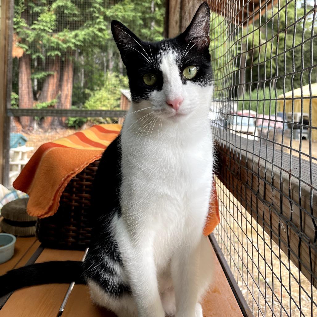 Cookie, a Adoptable Domestic Short Hair in Canton, IL image 2/3