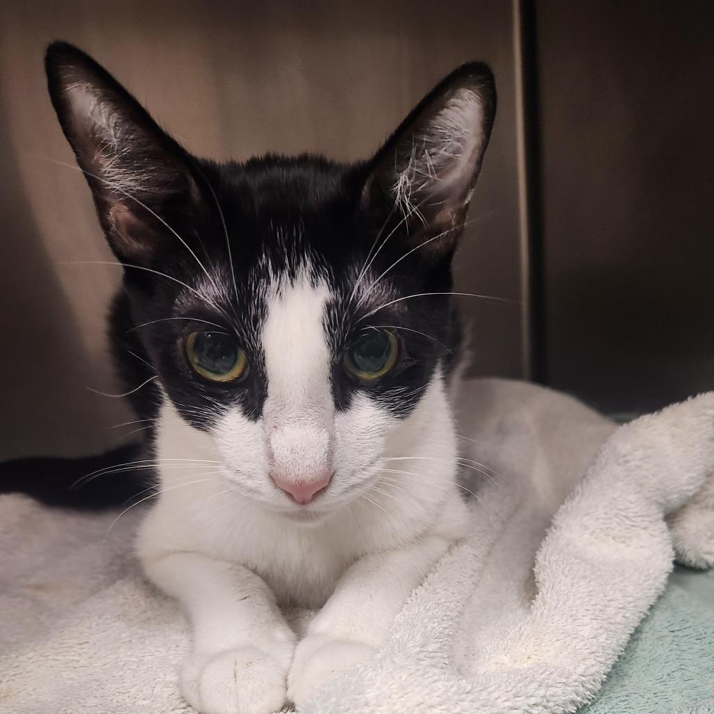 Cookie, a Adoptable Domestic Short Hair in Canton, IL image 3/3