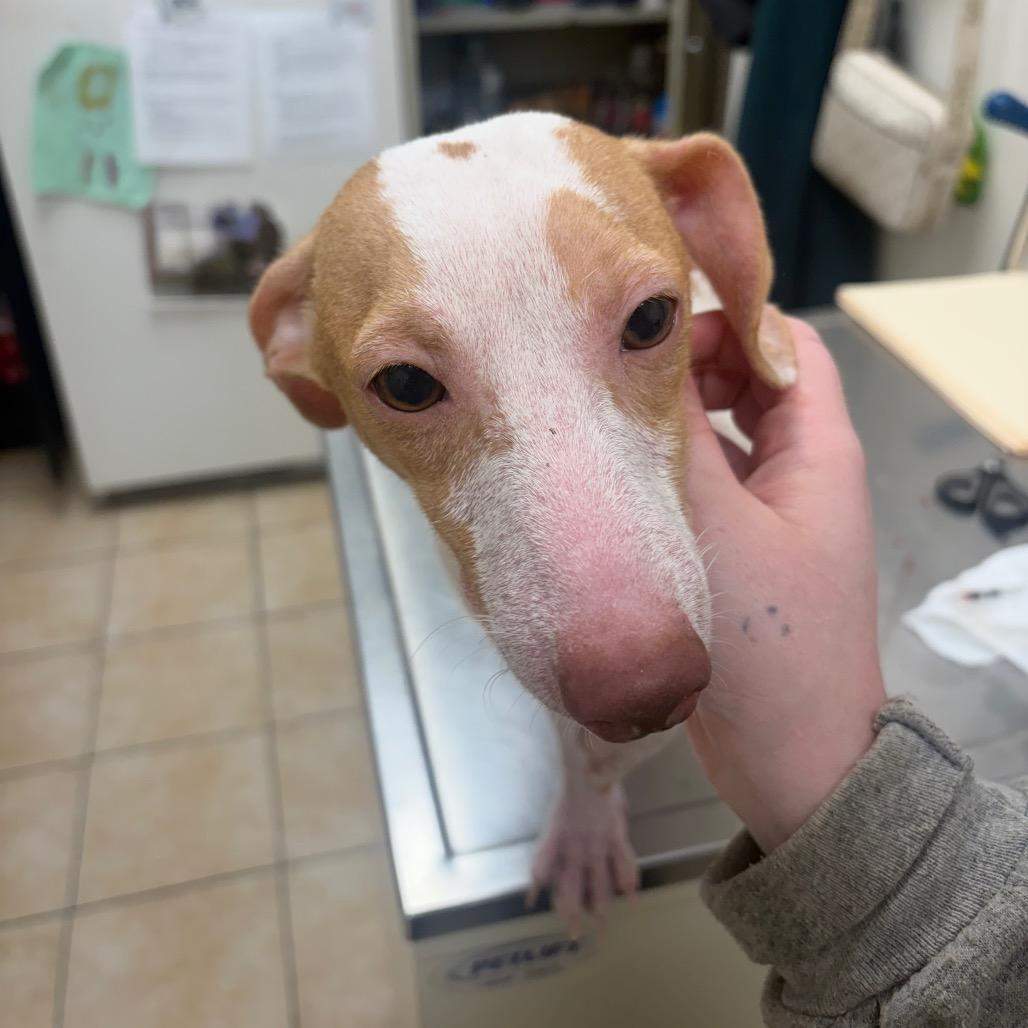 Hamburglar, Adoptable, Senior Male Dachshund.