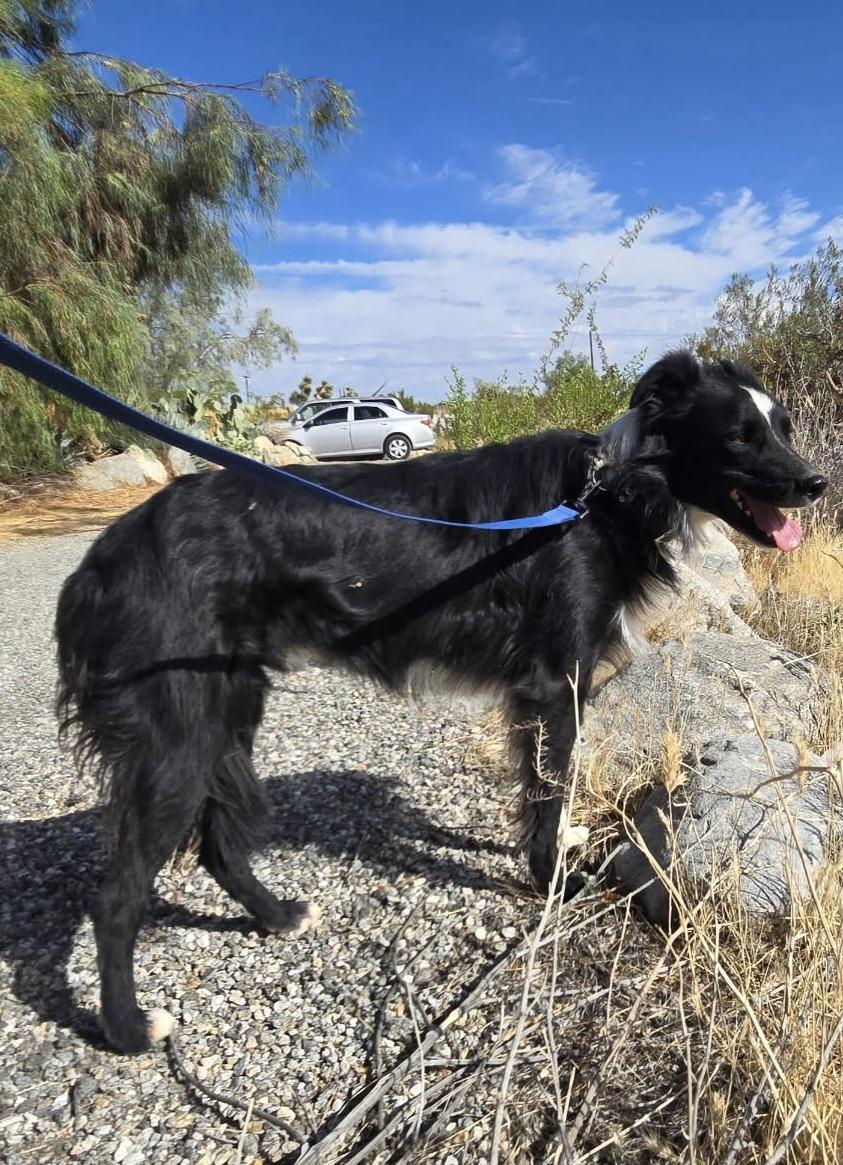 Enlarge Danny, a Adoptable mixed breed in Los Angeles , CA image 3/3