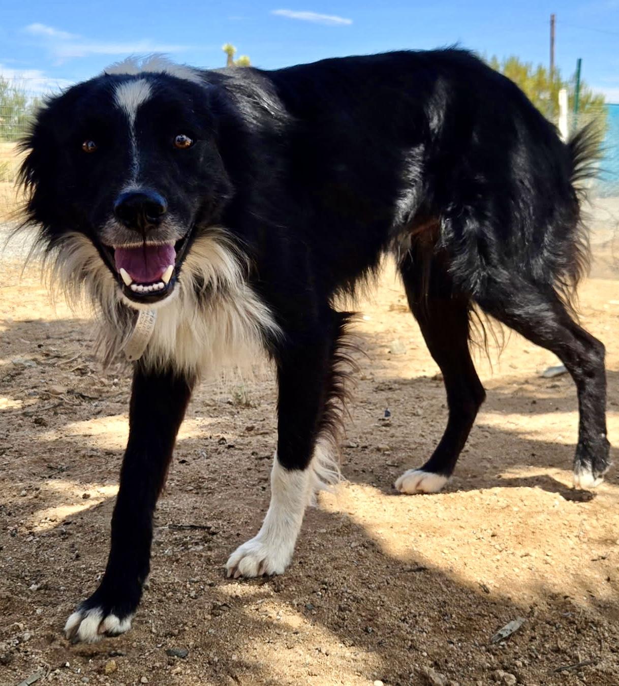 Enlarge Danny, a Adoptable mixed breed in Los Angeles , CA image 2/3