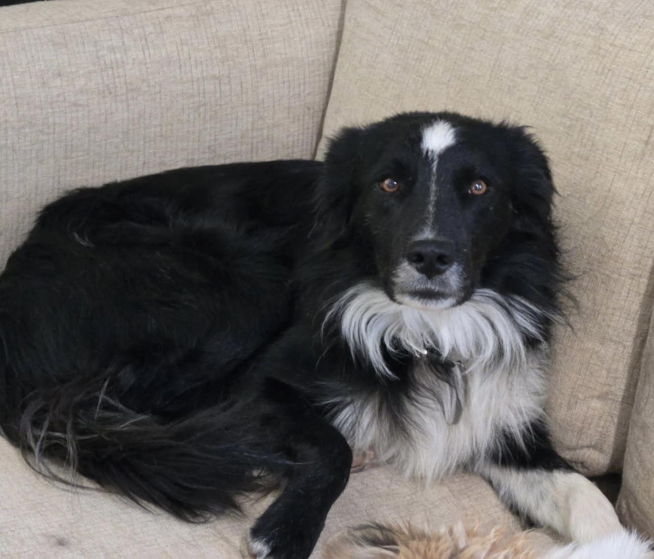 Enlarge Danny, a Adoptable mixed breed in Los Angeles , CA image 1/3