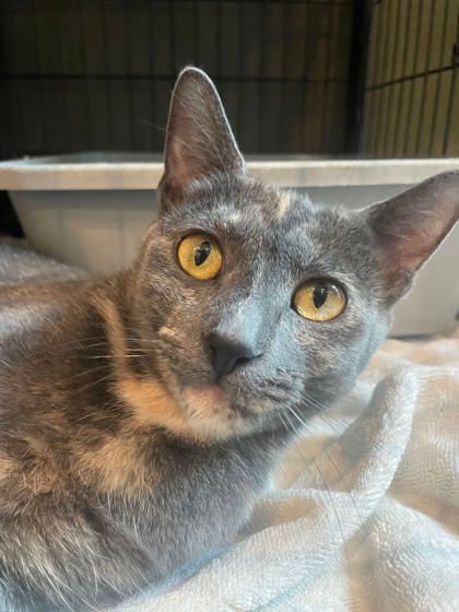 Enlarge Cassie, a Adoptable Domestic Short Hair in Annapolis, MD image 1/3