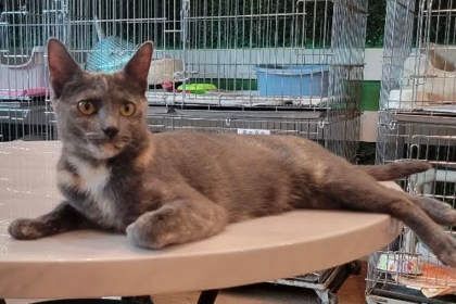 Enlarge Cassie, a Adoptable Domestic Short Hair in Annapolis, MD image 2/3