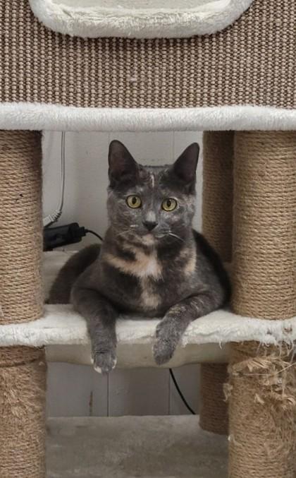 Enlarge Cassie, a Adoptable Domestic Short Hair in Annapolis, MD image 5/5
