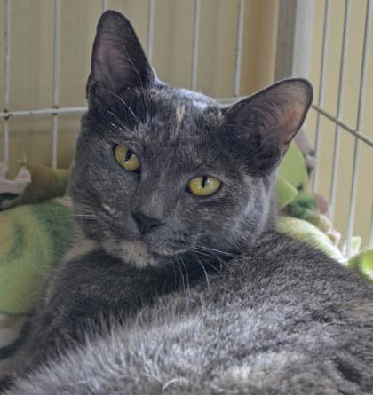 Cassie, Adoptable, Adult Female Domestic Short Hair.