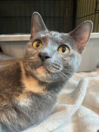 Enlarge Cassie, a Adoptable Domestic Short Hair in Annapolis, MD image 3/3