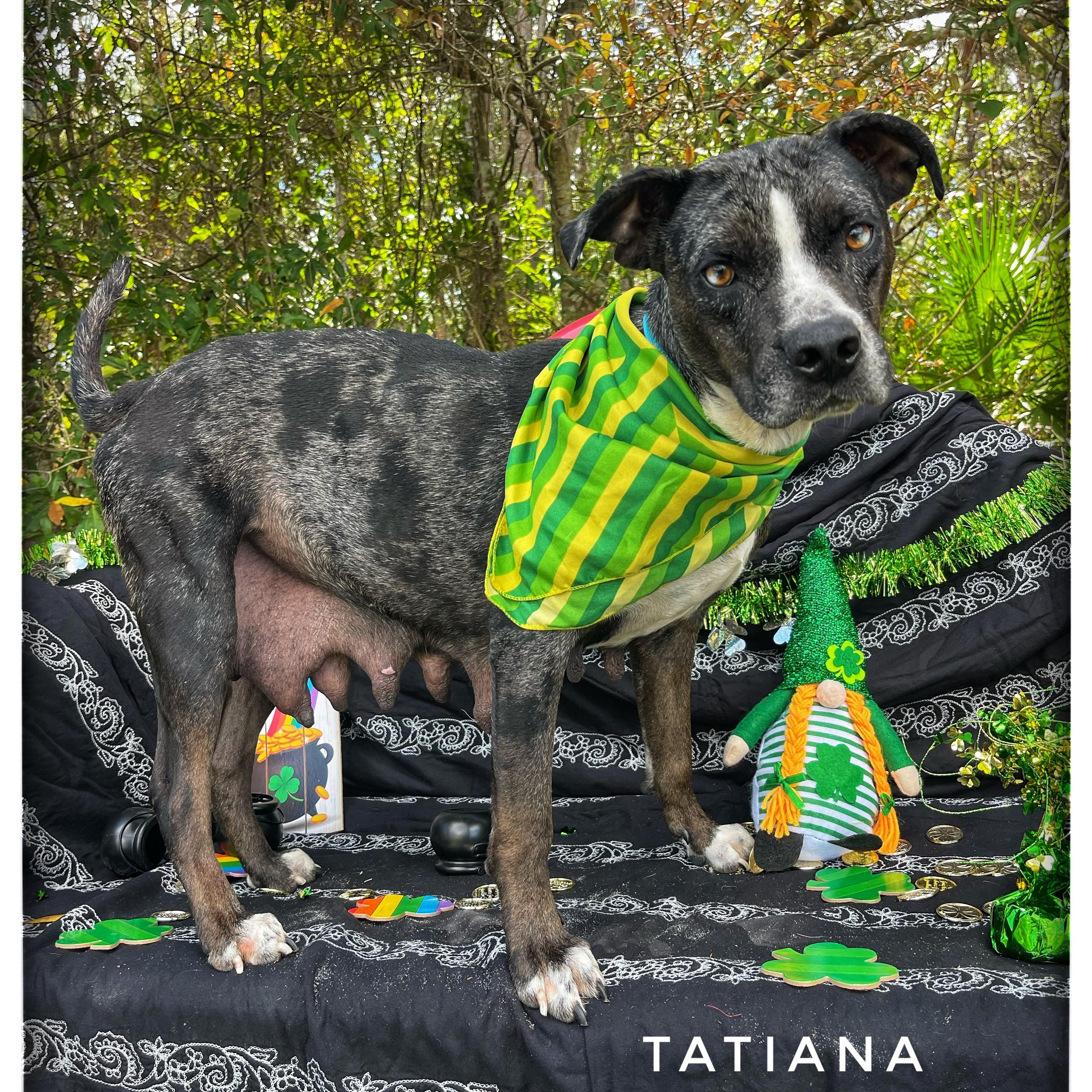 Tatiana, Adoptable, Young Female Catahoula Leopard Dog.