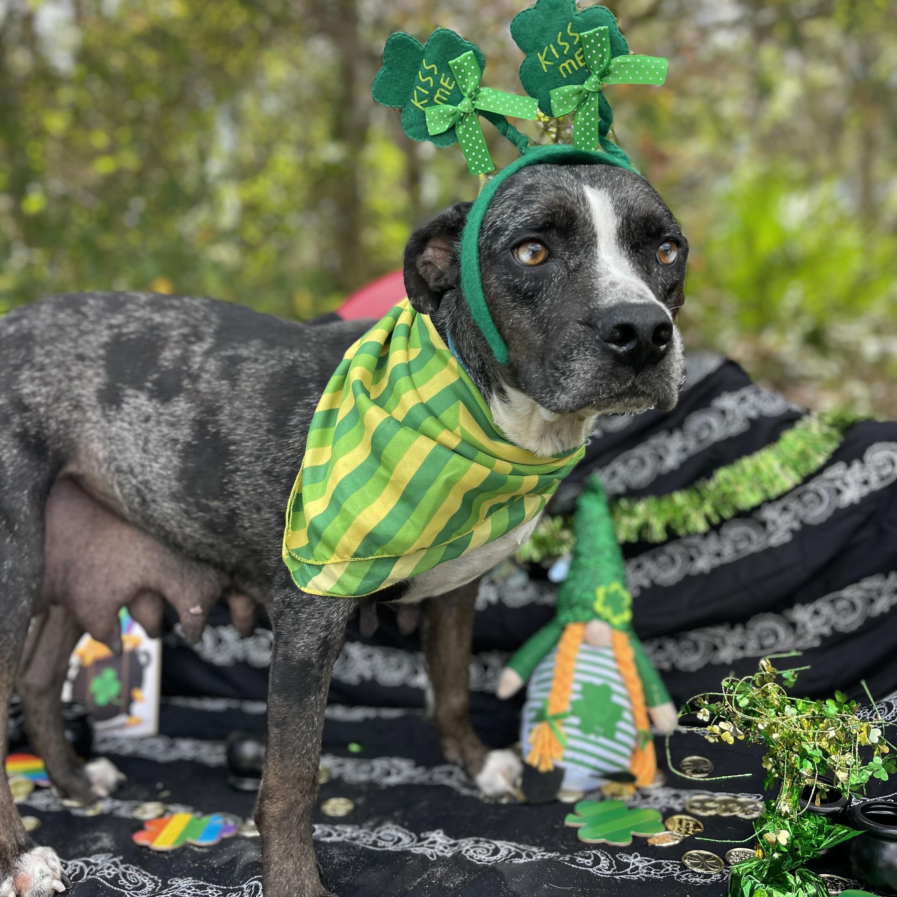 Tatiana, a Adoptable mixed breed in Sebring, FL image 2/4