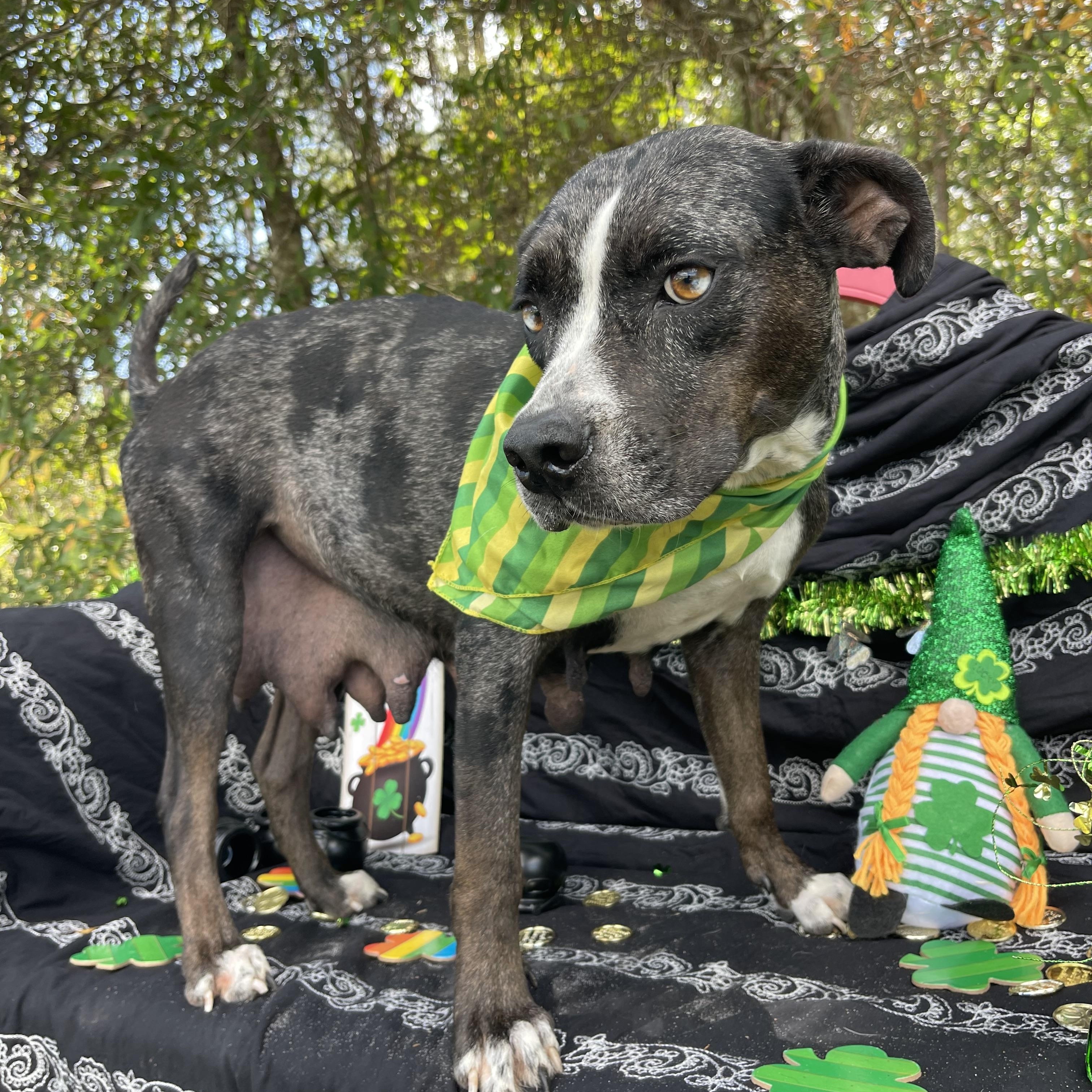 Tatiana, a Adoptable mixed breed in Sebring, FL image 3/4