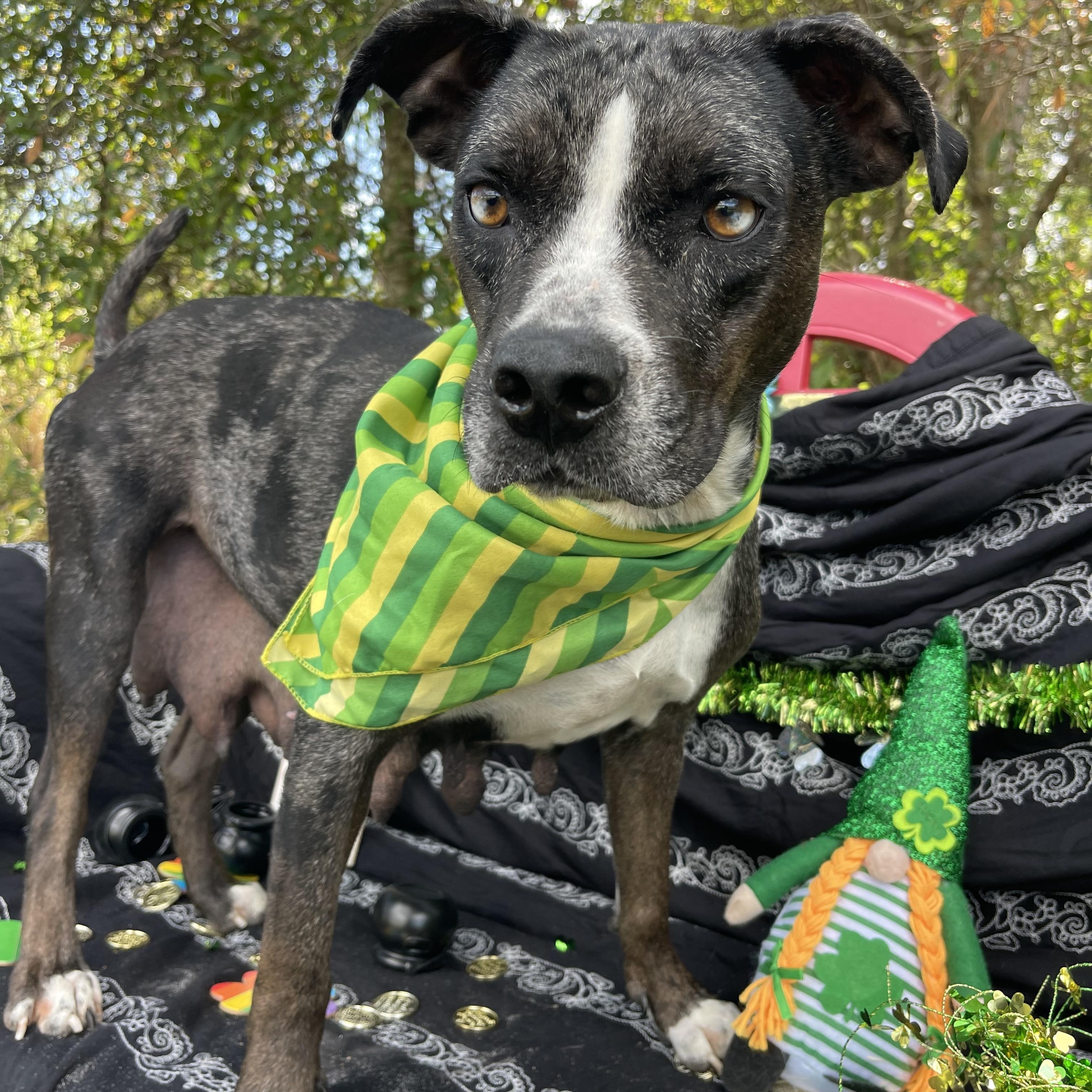 Tatiana, a Adoptable mixed breed in Sebring, FL image 4/4