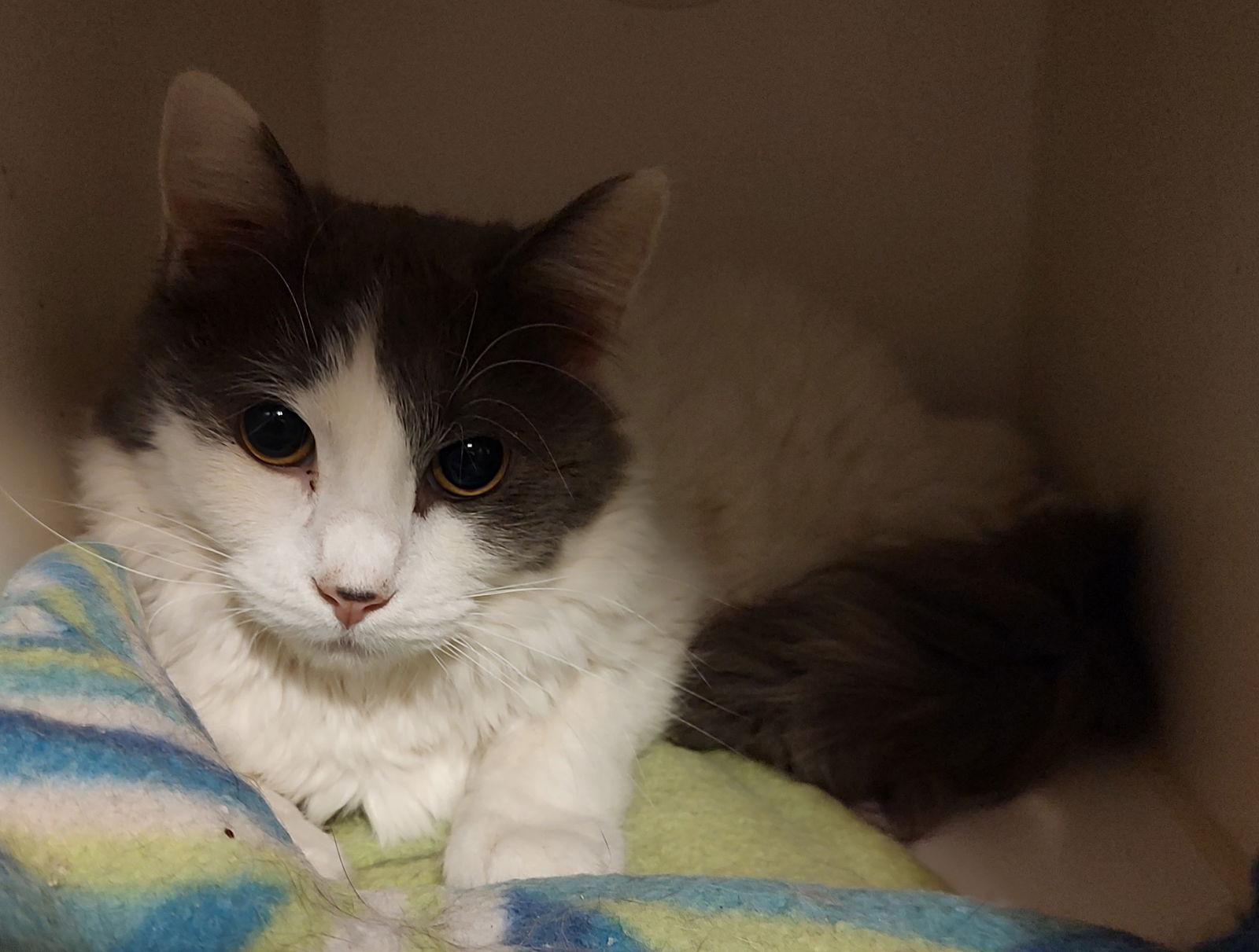 Enlarge Ollie - Felv+, a Adoptable Domestic Short Hair in Phoenix, AZ image 1/3