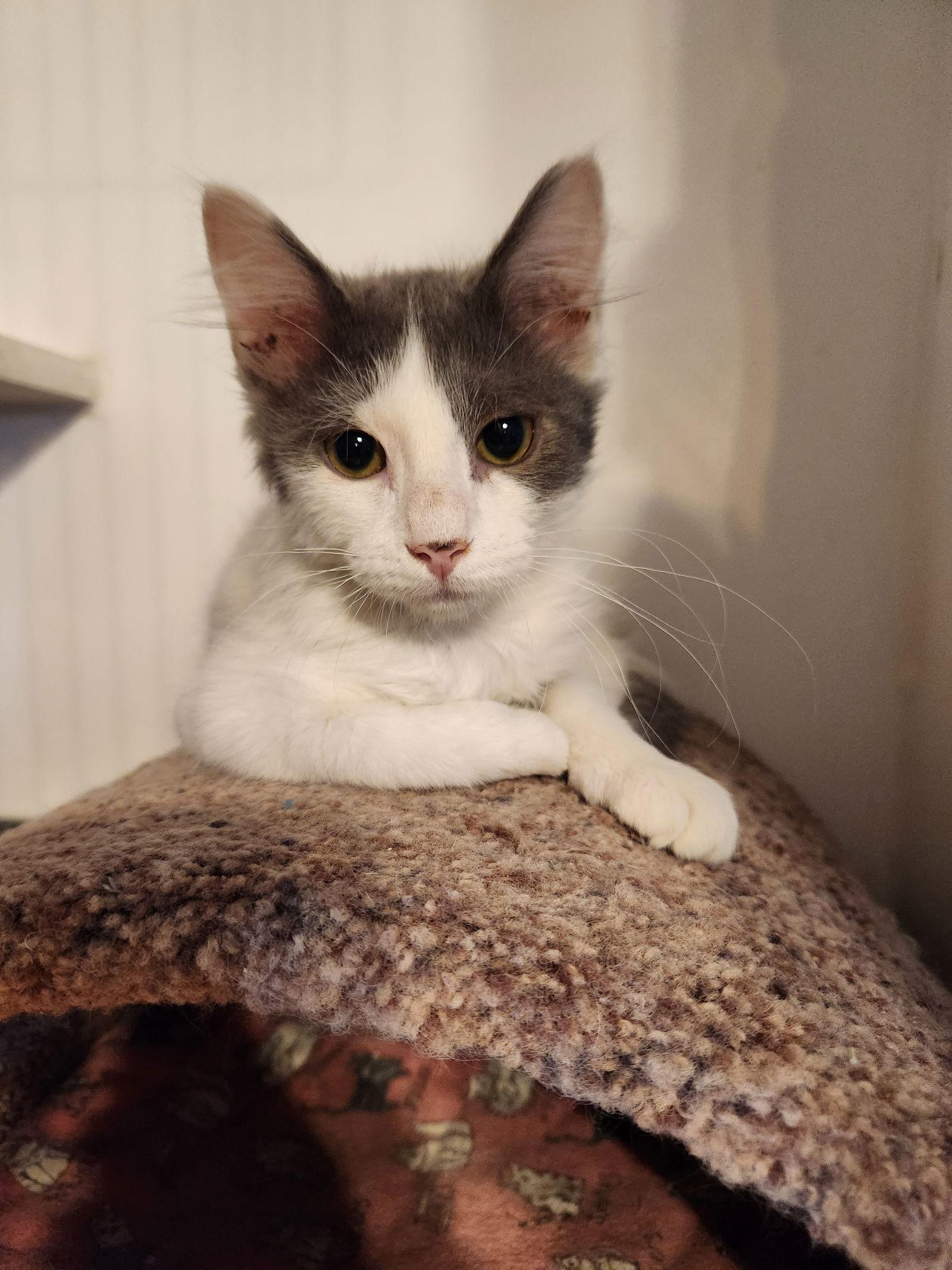 Enlarge Ollie - Felv+, a Adoptable Domestic Short Hair in Phoenix, AZ image 2/3