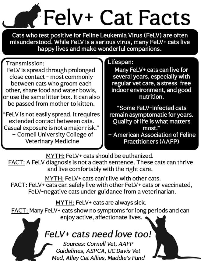 Enlarge Ollie - Felv+, a Adoptable Domestic Short Hair in Phoenix, AZ image 3/3