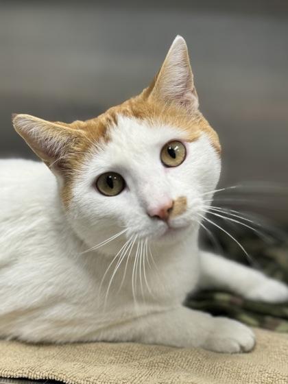 Butter, ADOPTABLE, Young Male Domestic Short Hair.