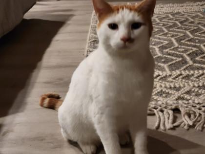 Enlarge Butter, a ADOPTABLE mixed breed in Tinley Park, IL image 3/5