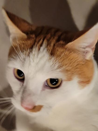 Enlarge Butter, a ADOPTABLE mixed breed in Tinley Park, IL image 4/5