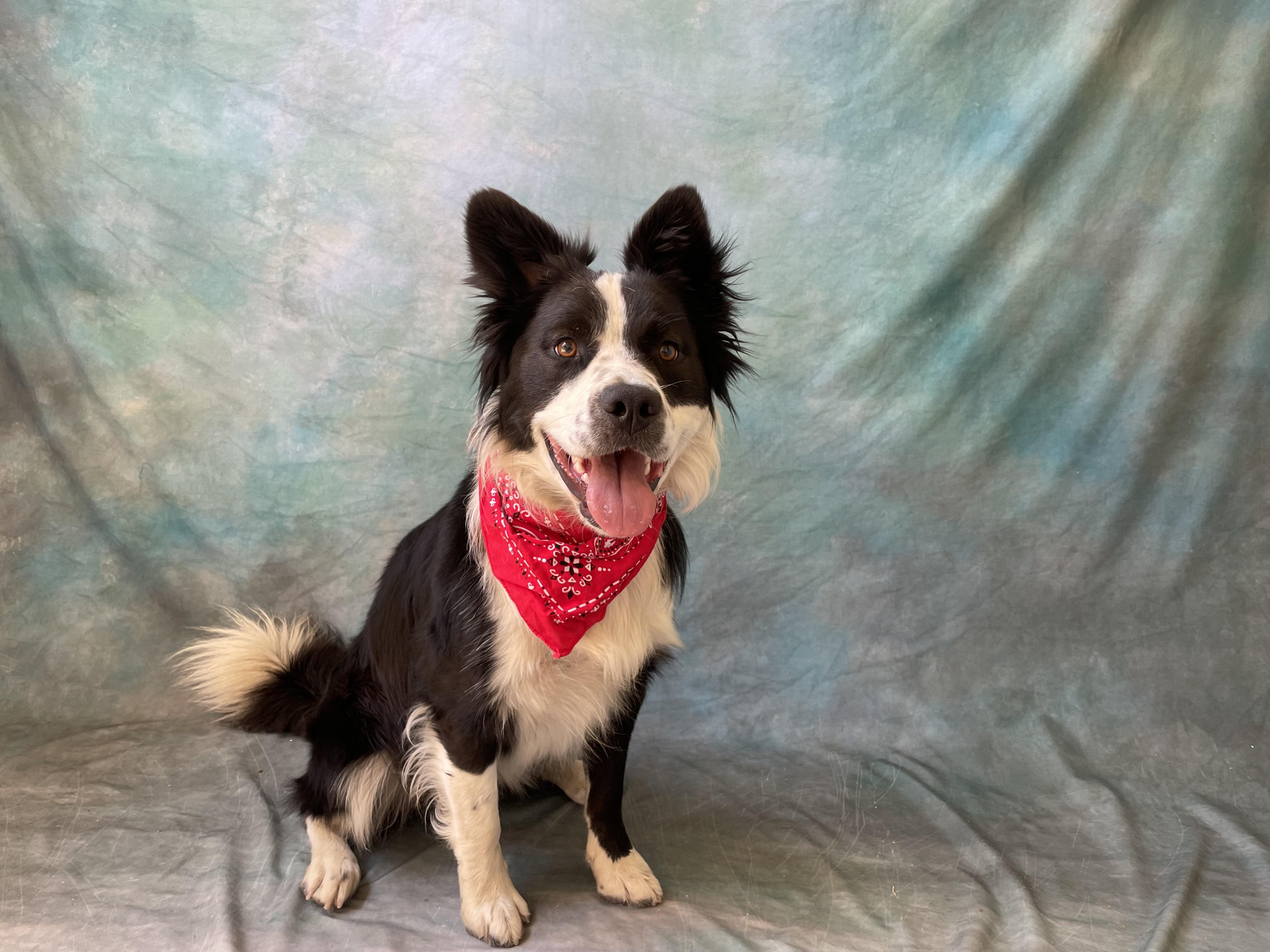 Enlarge Max, a Adoptable mixed breed in Salinas, CA image 4/6