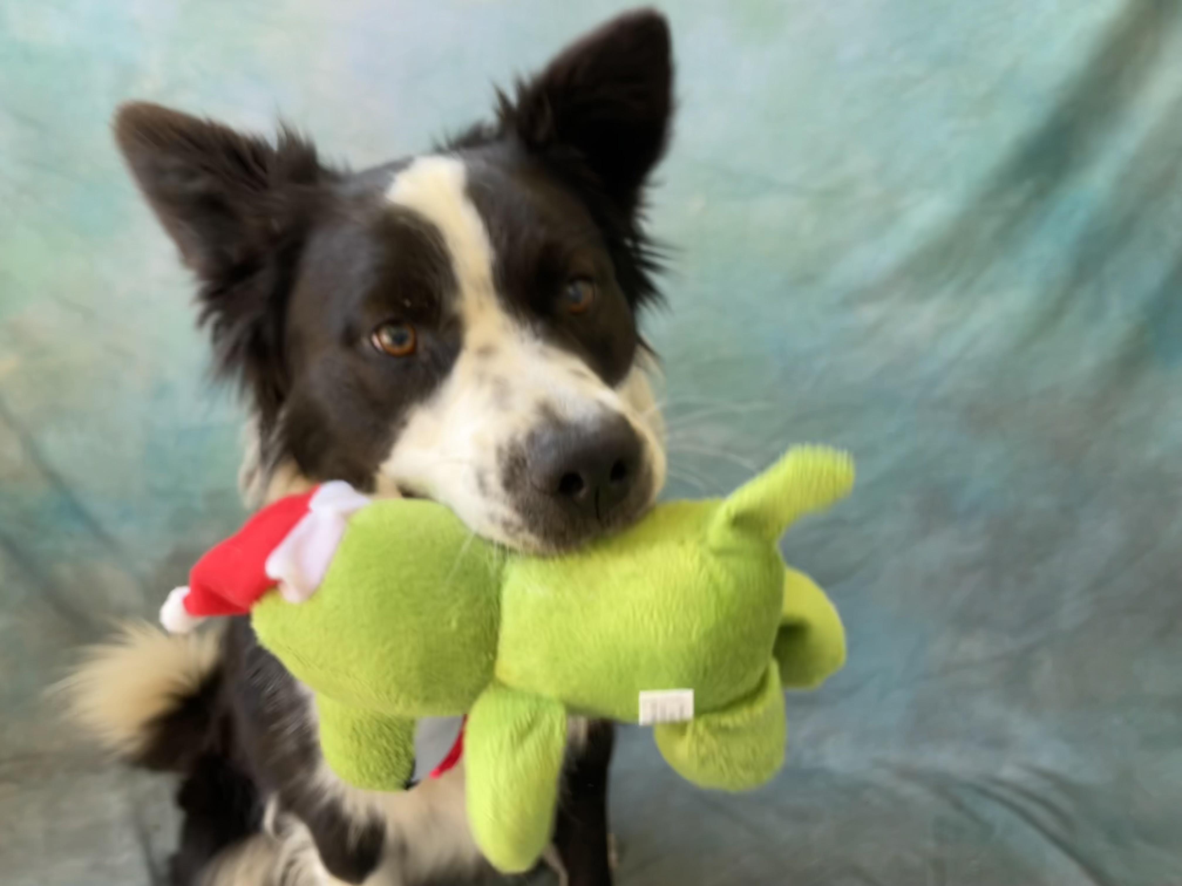 Enlarge Max, a Adoptable mixed breed in Salinas, CA image 3/6