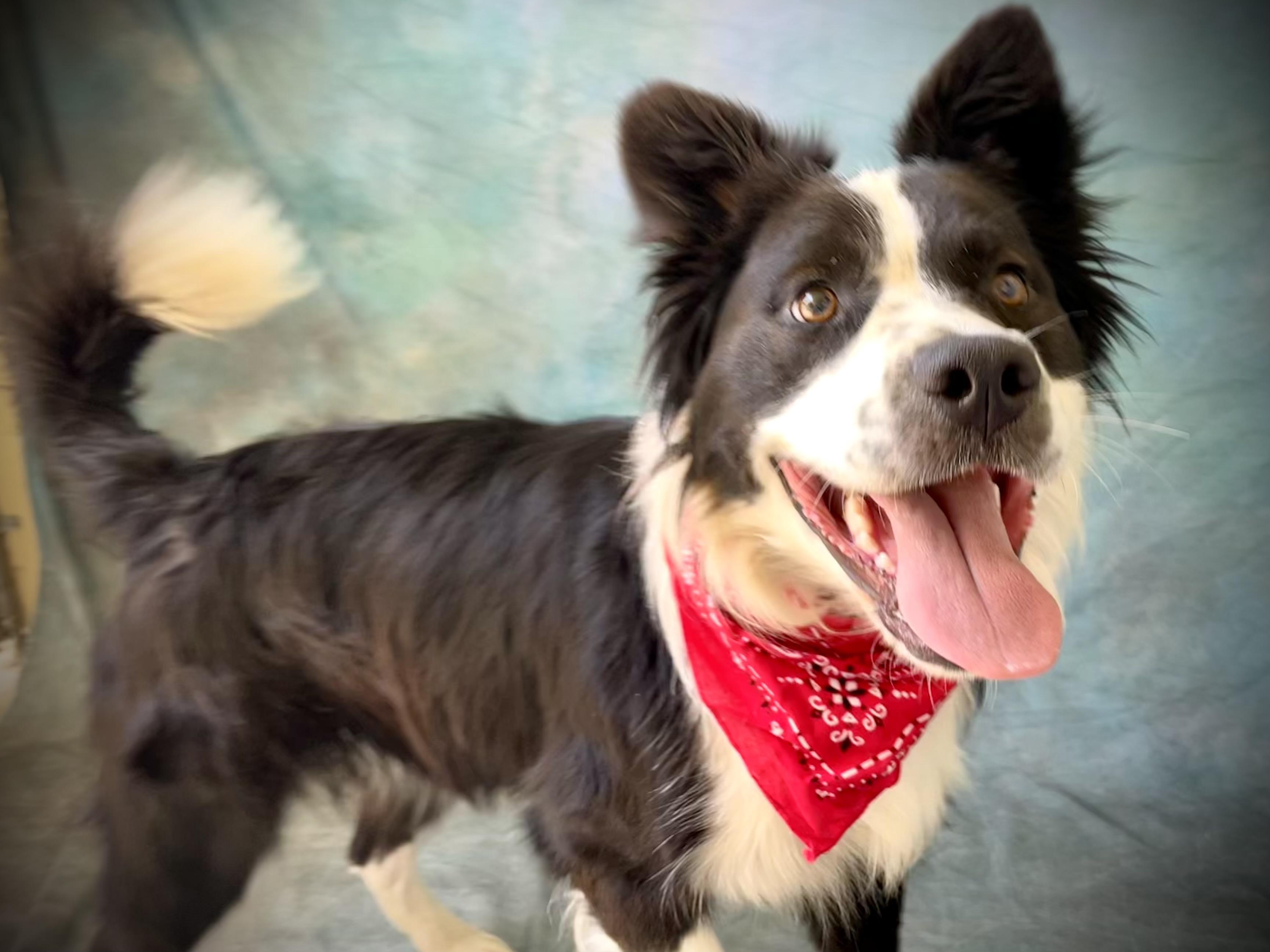 Enlarge Max, a Adoptable mixed breed in Salinas, CA image 1/6