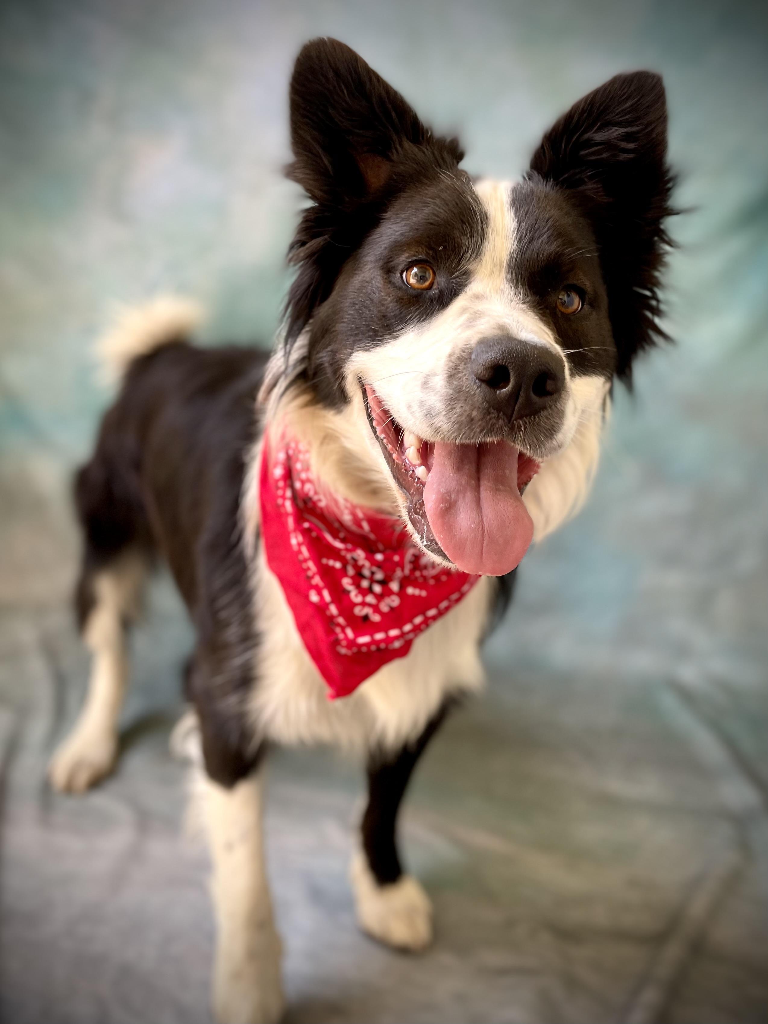 Enlarge Max, a Adoptable mixed breed in Salinas, CA image 2/6