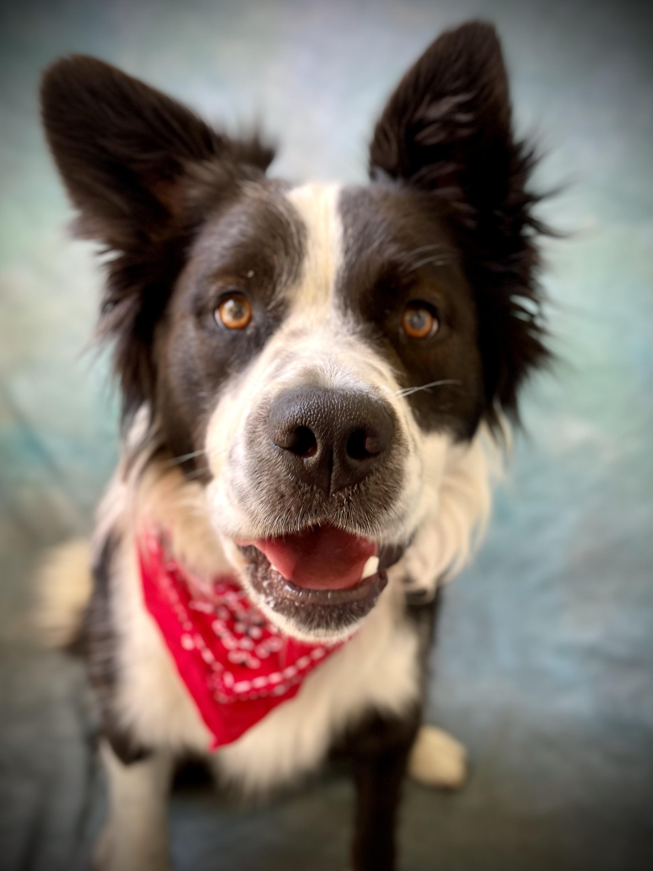 Enlarge Max, a Adoptable mixed breed in Salinas, CA image 6/6