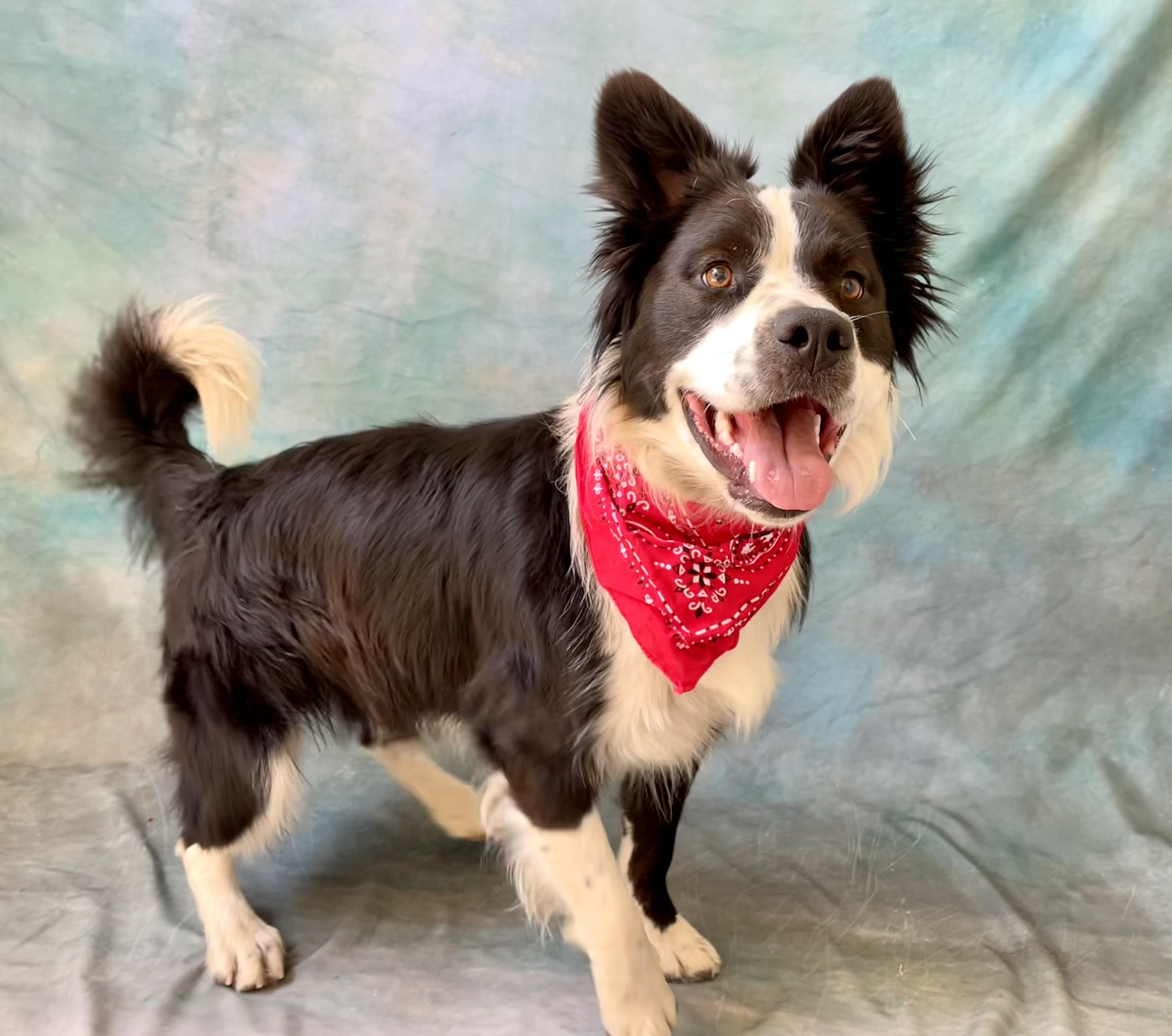 Enlarge Max, a Adoptable mixed breed in Salinas, CA image 5/6