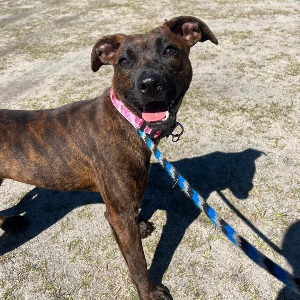 Enlarge Plum, a Adoptable Mixed Breed in Hinesville, GA image 1/4