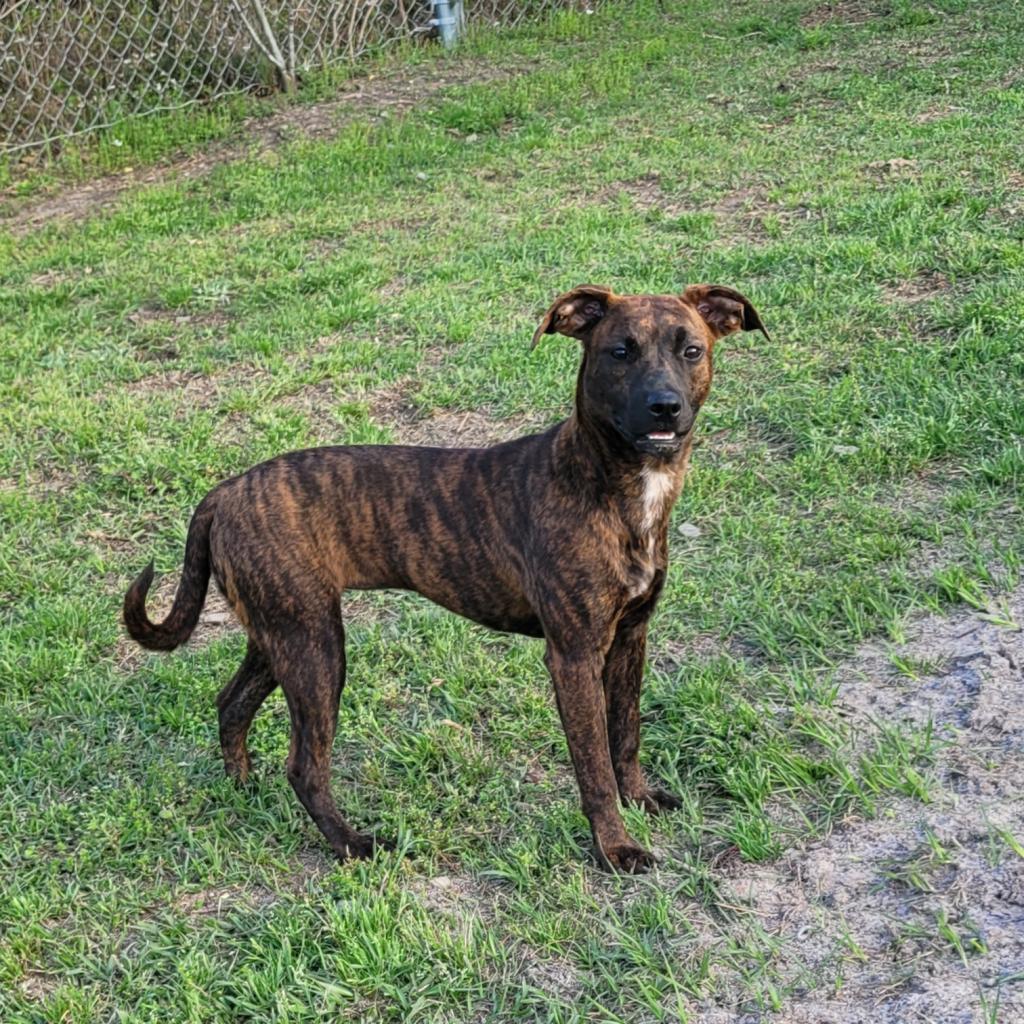 Enlarge Plum, a Adoptable Mixed Breed in Hinesville, GA image 2/4