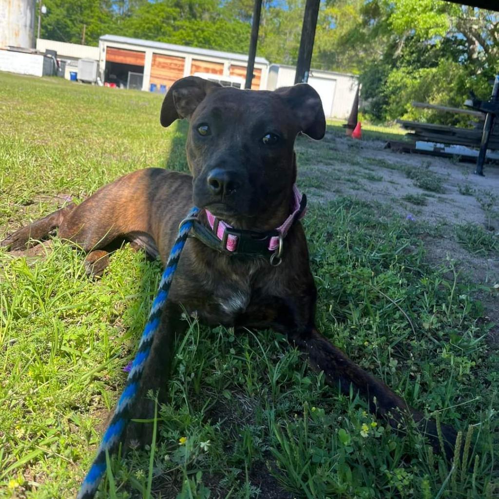 Enlarge Plum, a Adoptable Mixed Breed in Hinesville, GA image 3/4