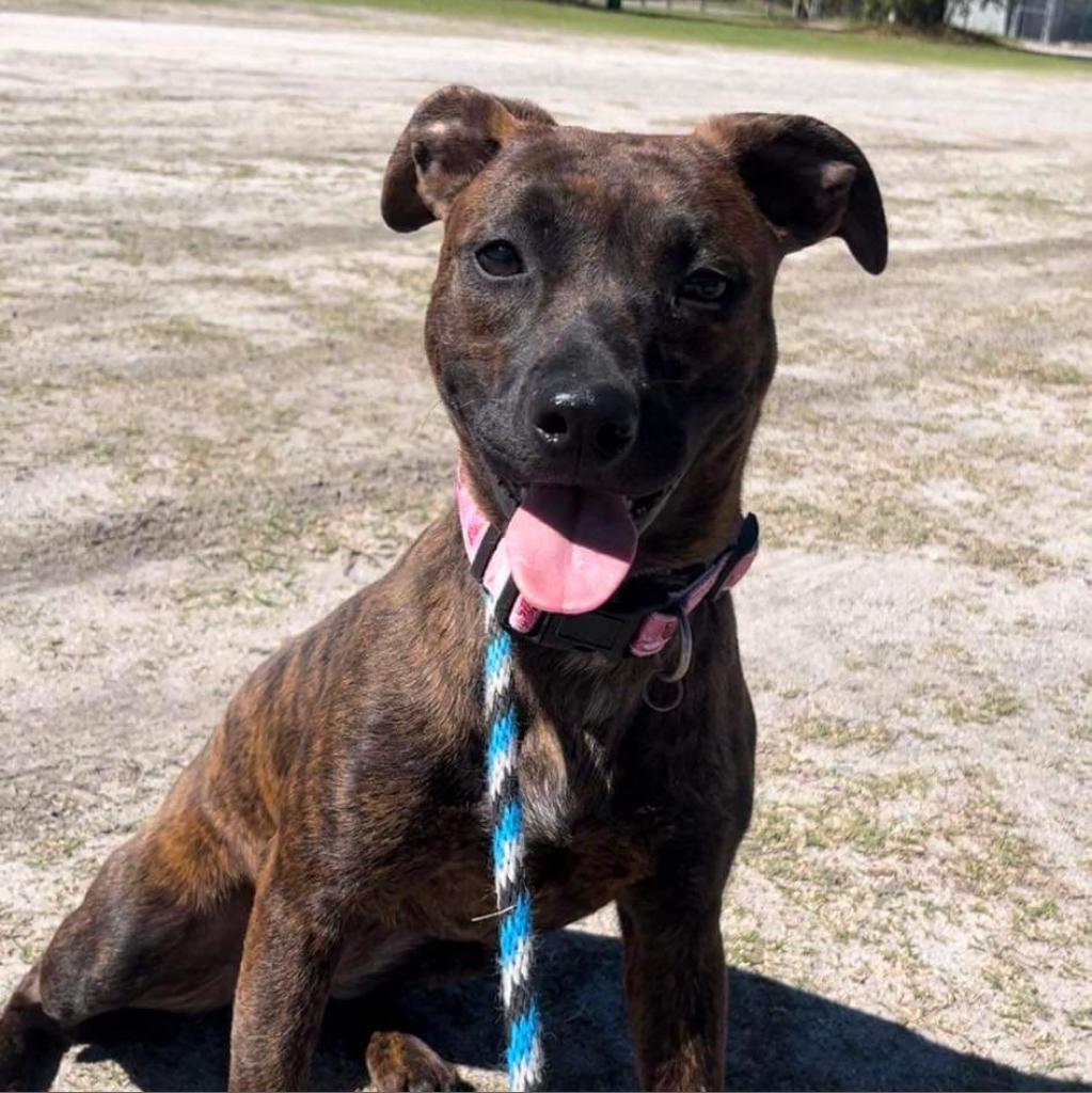 Enlarge Plum, a Adoptable Mixed Breed in Hinesville, GA image 4/4