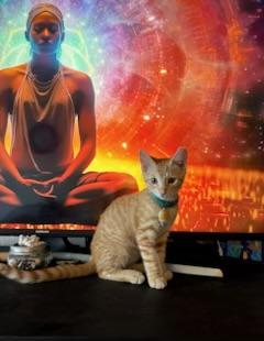 Creamsicle, a Adopted Domestic Short Hair in Mililani, HI image 1/6