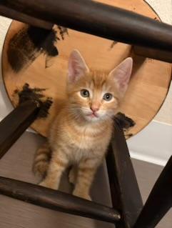 Creamsicle, a Adopted Domestic Short Hair in Mililani, HI image 2/6