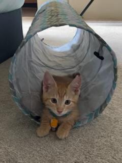 Creamsicle, a Adopted Domestic Short Hair in Mililani, HI image 3/6