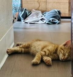 Creamsicle, a Adopted Domestic Short Hair in Mililani, HI image 6/6