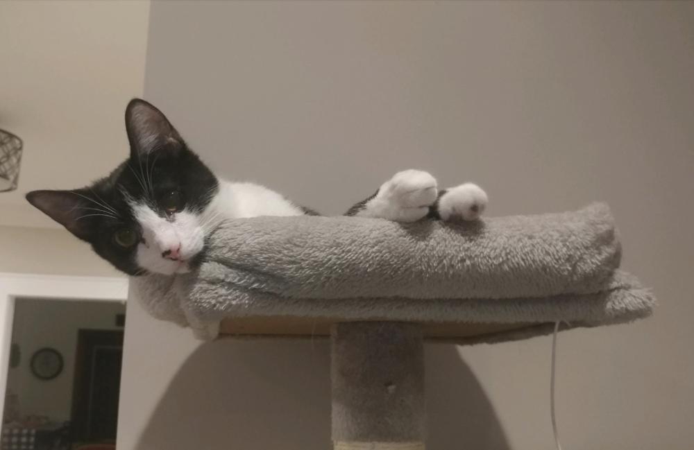 Zorro, Adoptable, Young Male Domestic Short Hair.