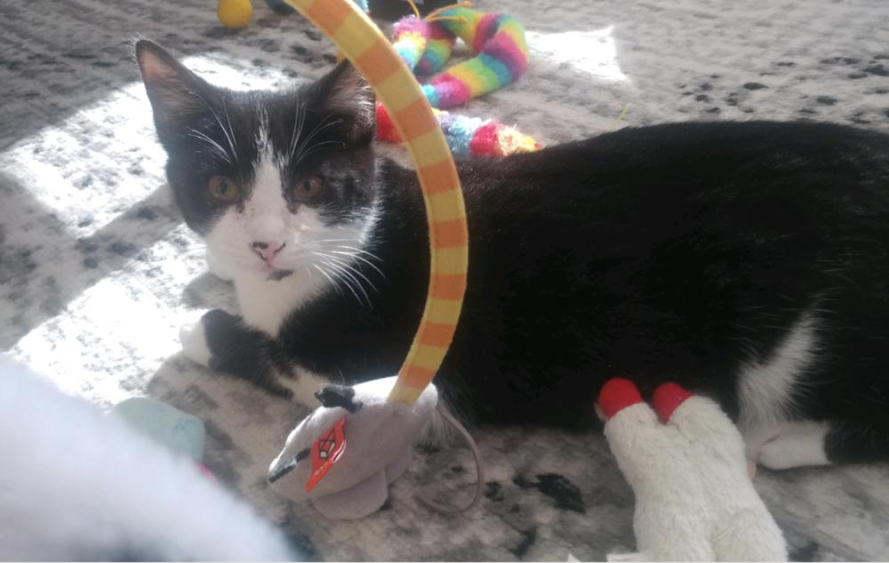 Zorro, a Adoptable mixed breed in Oradell, NJ image 2/4