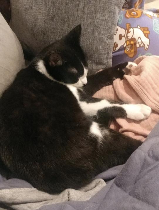 Zorro, a Adoptable mixed breed in Oradell, NJ image 3/4