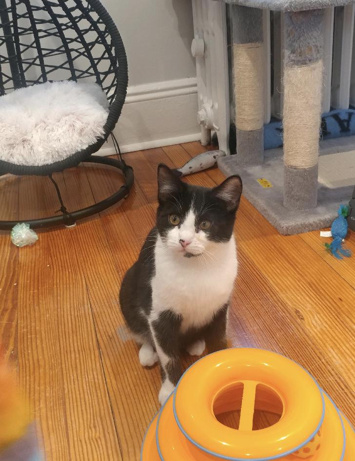 Zorro, a Adoptable mixed breed in Oradell, NJ image 4/4