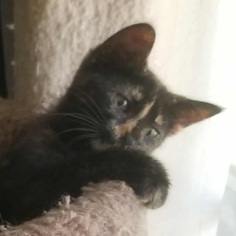 Nova