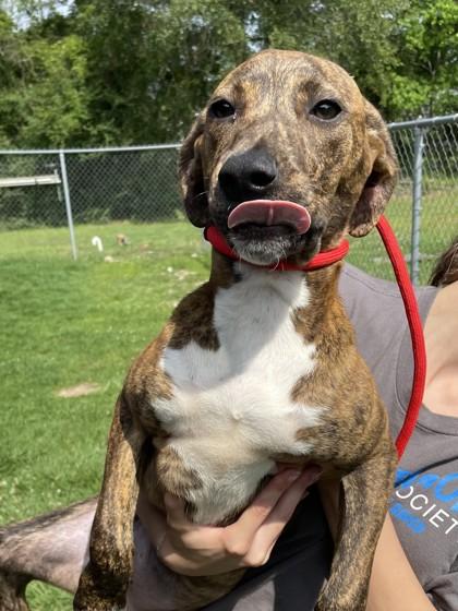 Enlarge Elmo, a Adoptable mixed breed in Covington, LA image 1/2