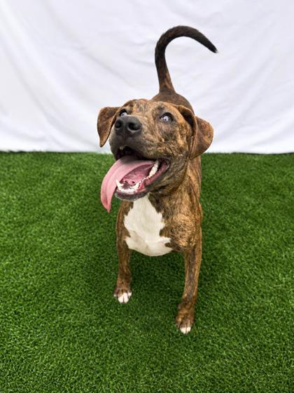 Enlarge Elmo, a Adoptable mixed breed in Covington, LA image 2/2