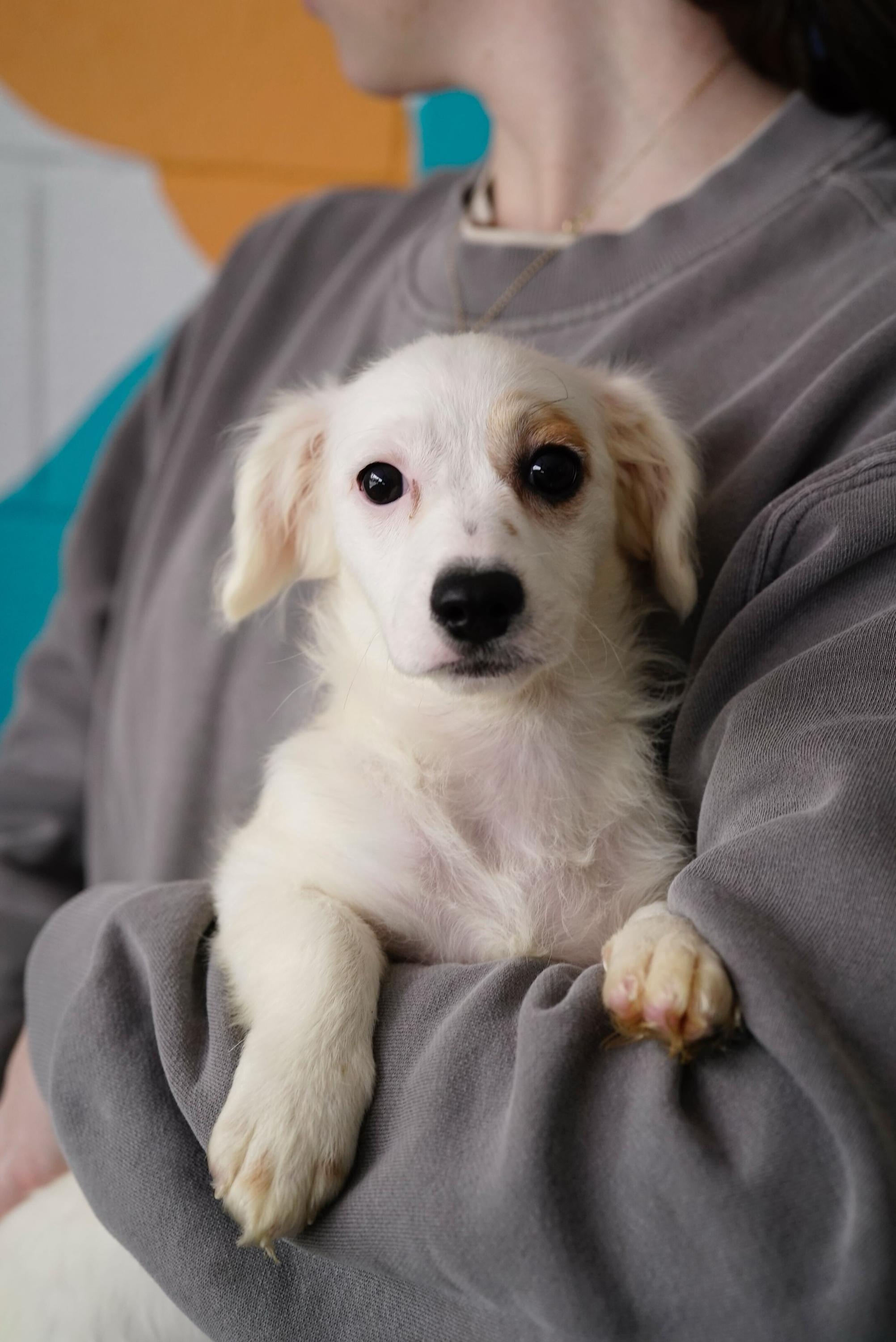 Enlarge Khloe, an adopted mixed breed in Pasadena, CA image 1/4