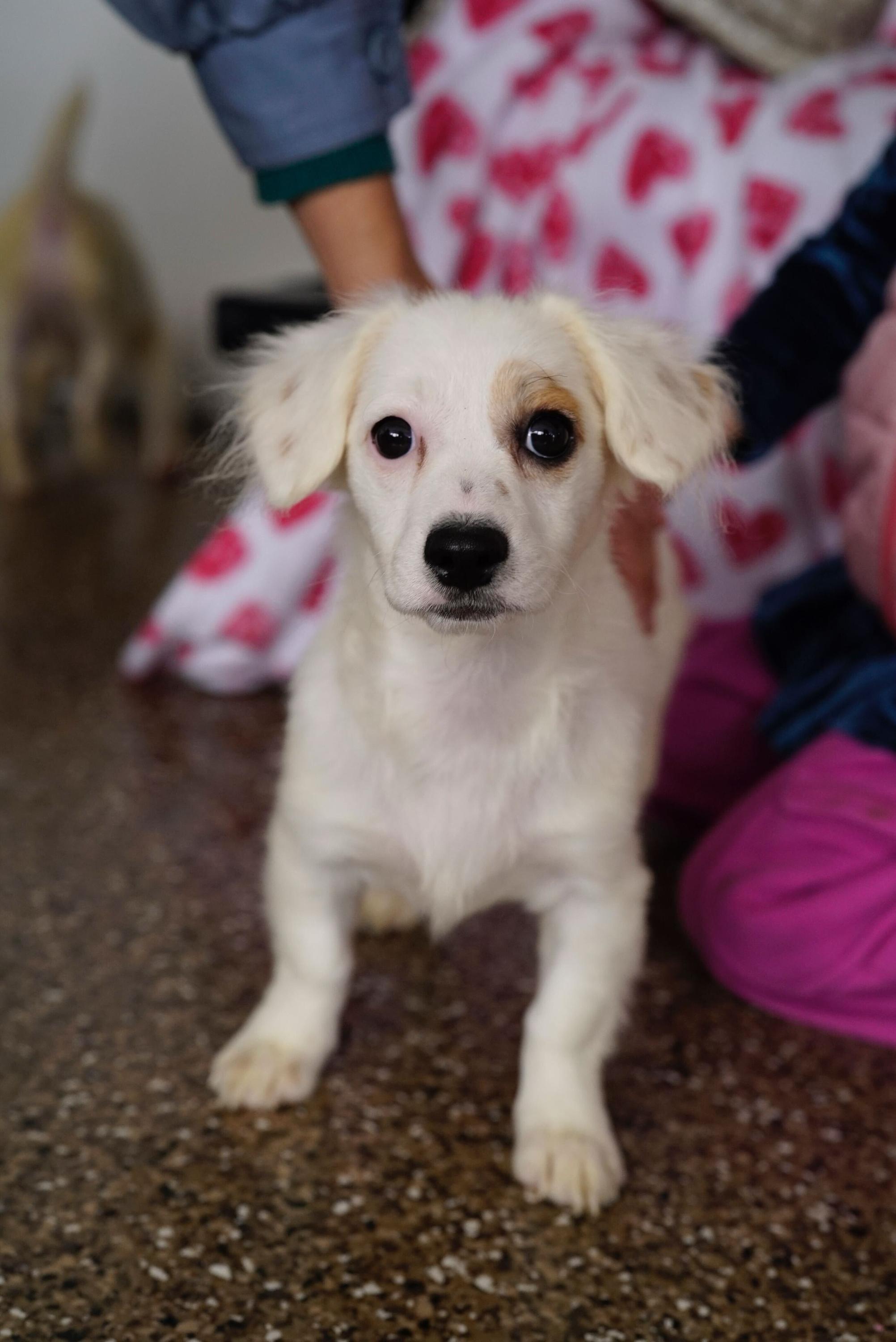 Enlarge Khloe, an adopted mixed breed in Pasadena, CA image 4/4