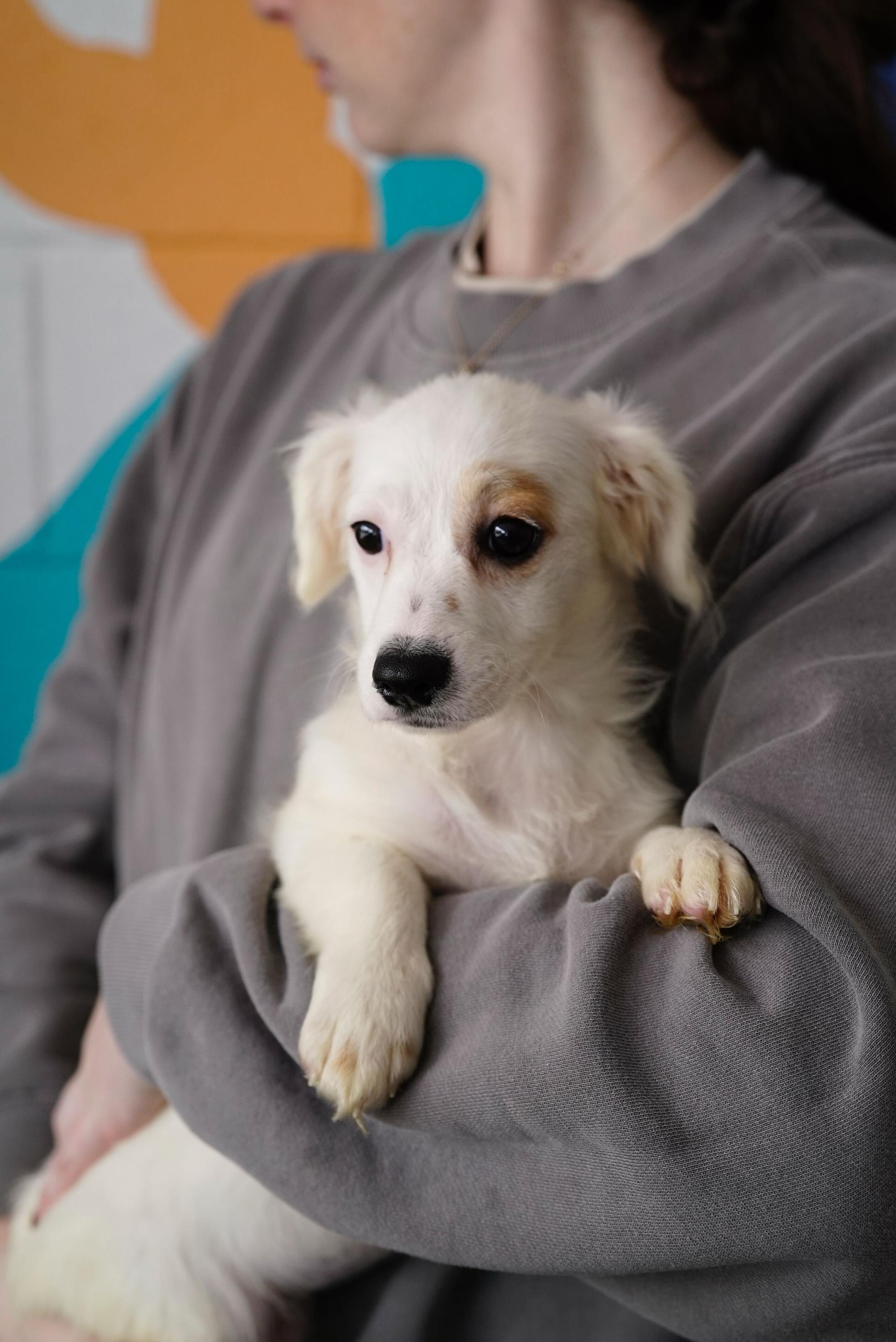 Enlarge Khloe, an adopted mixed breed in Pasadena, CA image 2/4