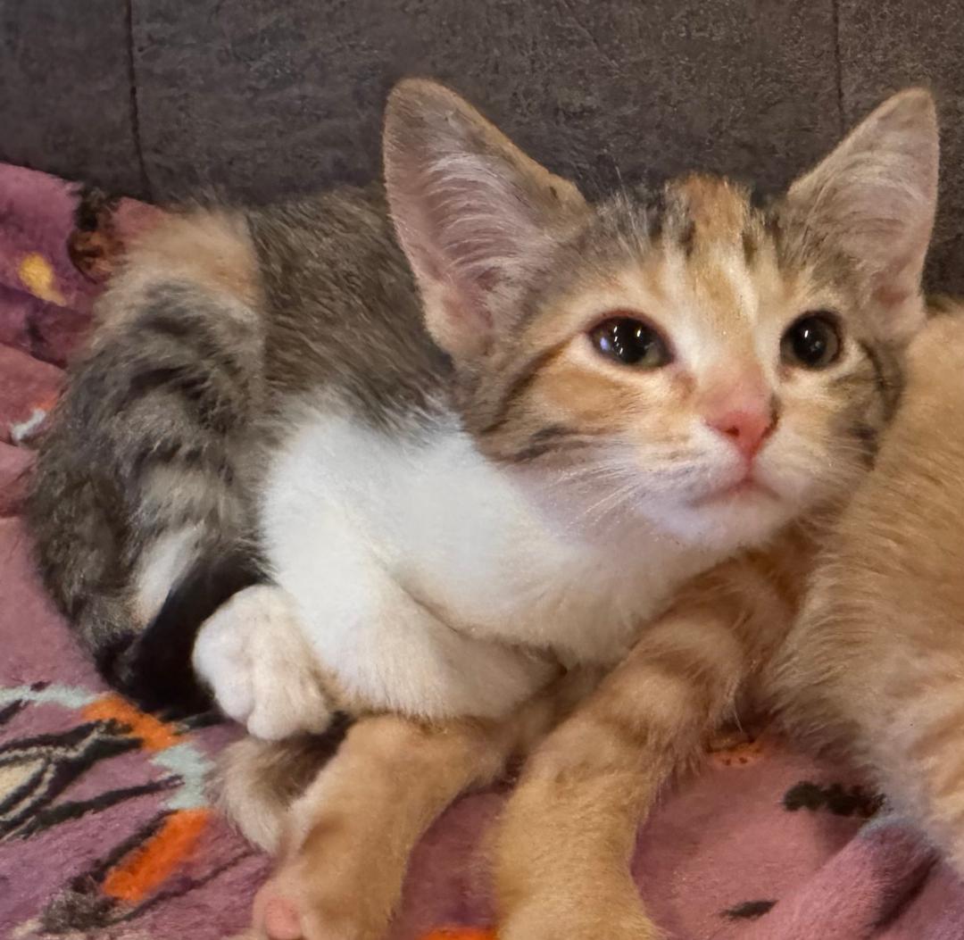 Enlarge Amelia, an adopted Domestic Short Hair in Mokena, IL image 2/2